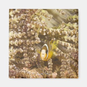 Imã o Anemonefish de Clark juvenil (Amphiprion)
