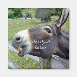 Imã O animal de fazenda engraçado da mula do asno do