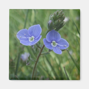 Imã O azul floresce o ímã