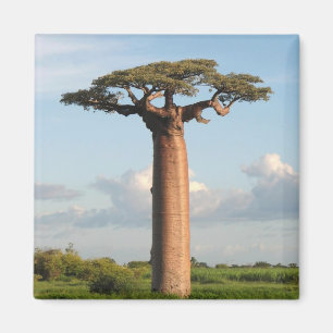 Imã O Baobab Madagascar de Grandidier
