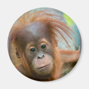 Imã O bebê bonito Orangutan está hetero à frente