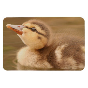 Ímã O bebê Ducks o pato selvagem dos animais dos