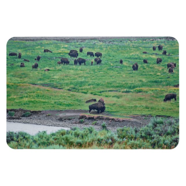 Ímã O Bison Americano (Horizontal)