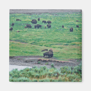 Imã O Bison Americano