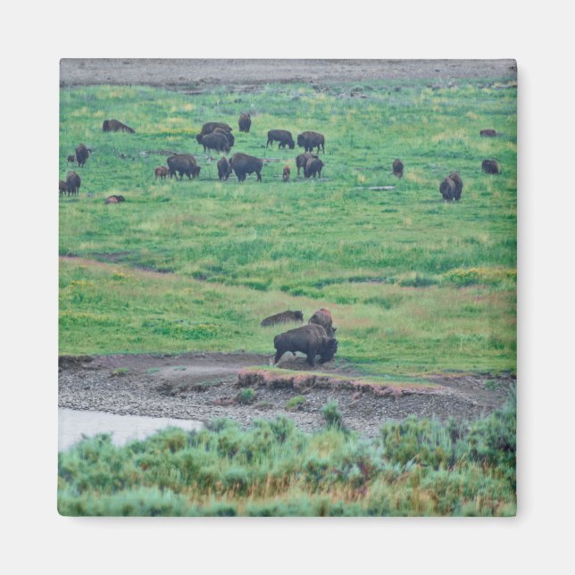 Imã O Bison Americano (Frente)