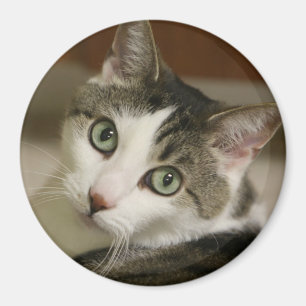 Imã O Botão de Tigre Mais Pequeno