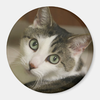 Imã O Botão de Tigre Mais Pequeno