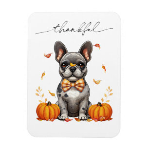 Ímã O Bulldog Francês Caiu Graças Deixa Pumpkins