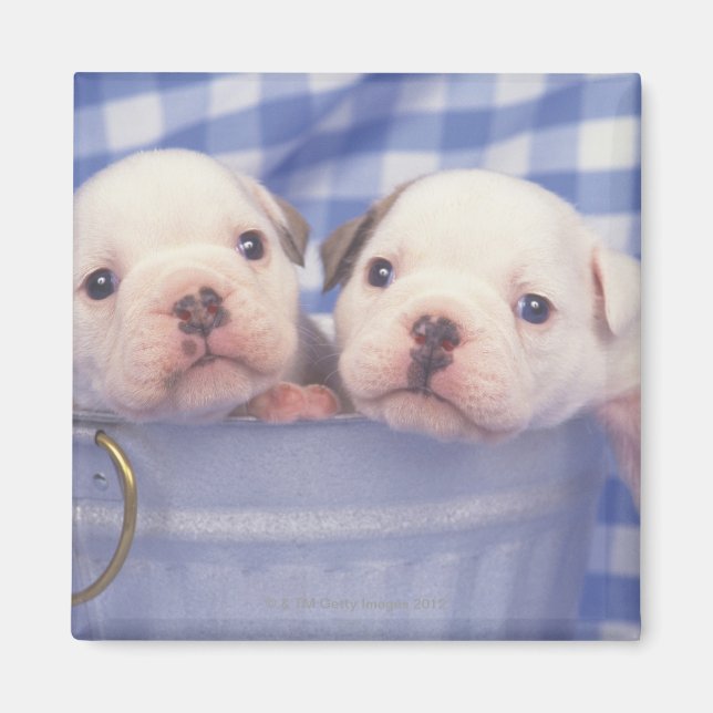 Imã O Bulldog, muitas vezes chamado Bulldog Inglês, (Frente)