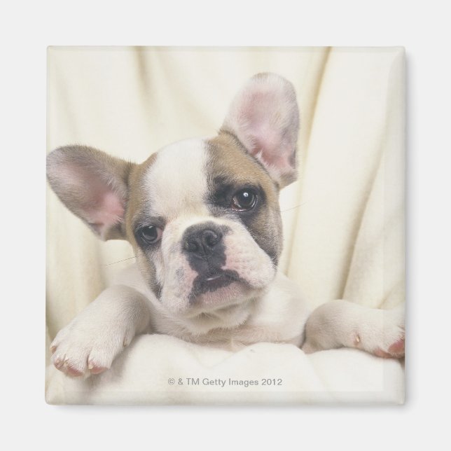 Imã O Bulldog, muitas vezes chamado Bulldog Inglês, 2 (Frente)