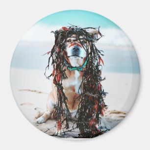 Imã O cachorro com algas no cabelo. Staffy na praia