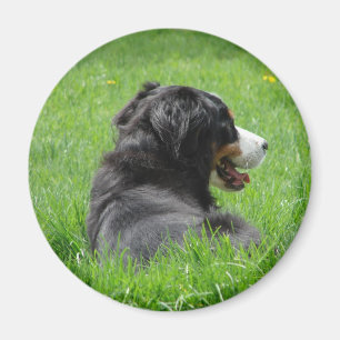 Imã O cão de montanha de Bernese aprecia The Sun