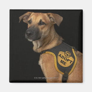 Imã O cão do salvamento de Brown com adota-me veste