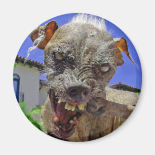 Imã O cão o mais feio do mundo