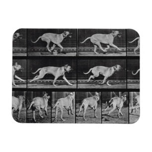 Ímã O cão Running, chapeia 707 "da locomoção animal