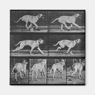 Imã O cão Running, chapeia 707 "da locomoção animal