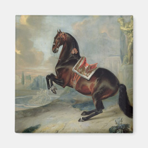 Imã O cavalo de baía escuro 'Valido