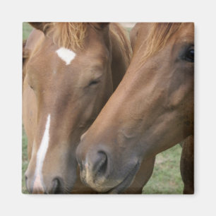 Imã O cavalo Nuzzle o ímã quadrado