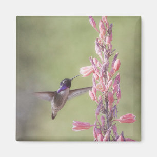 Imã O charmoso Hummingbird da Costa