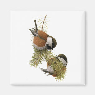 Imã O Chickadee Castanha-suportado de Fuertes