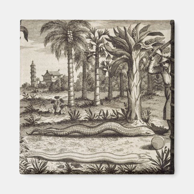 Imã O Cobra de pedra, de "China Ilustrada" por Athan (Frente)