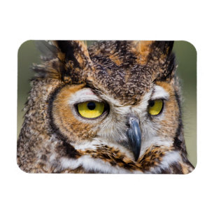 Ímã O Condado de Kendall, Texas. Grande coruja Horned