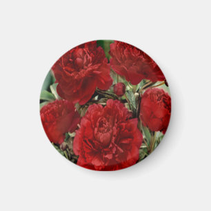 Imã O cravo vermelho floresce o ímã