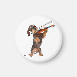 Imã O Dachshund De Cabelo Wirecional Tocando Um Violin