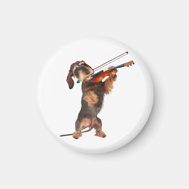 Imã O Dachshund De Cabelo Wirecional Tocando Um Violin (Frente)