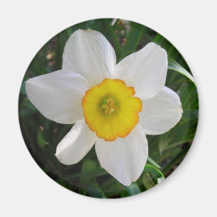 Imã O Daffodil