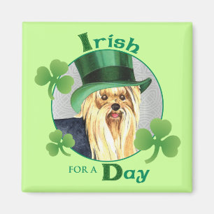 Imã O dia Yorkie de St Patrick