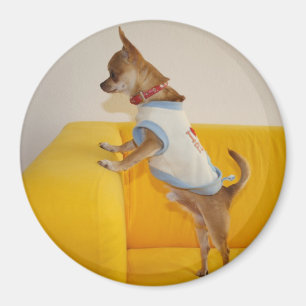 Imã O doce Charlie Chihuahua