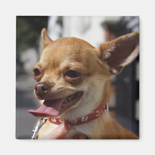 Imã O doce Charlie Chihuahua