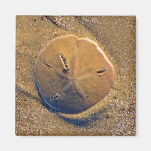 Imã O dólar de areia revelou na praia Hilton Head