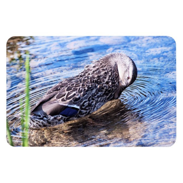 Ímã O efeito de alvoroço (Horizontal)