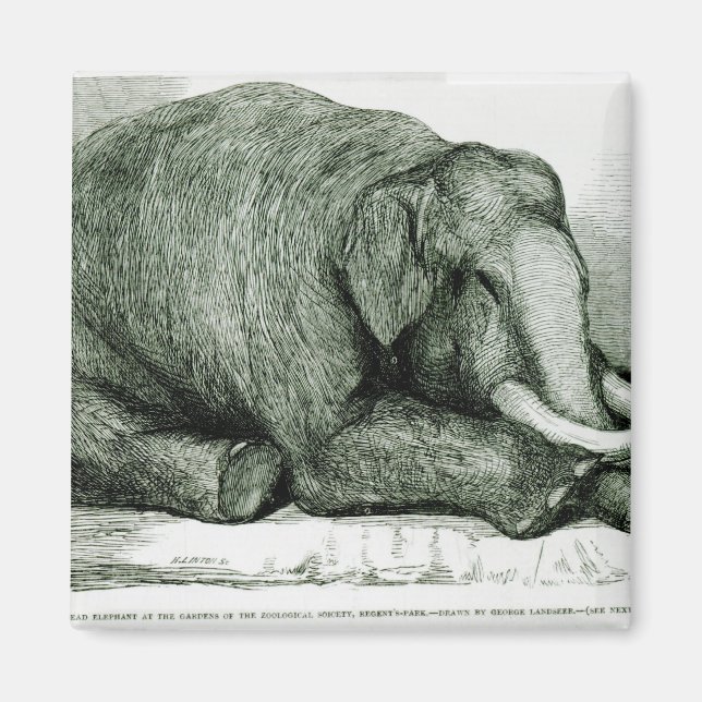 Imã O Elefante do Morto (Frente)