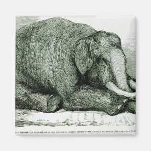 Imã O elefante inoperante