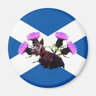 Imã O escocês Terrier, o thistle