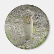 O Esquilo do Solo de Richardson Gopher R1