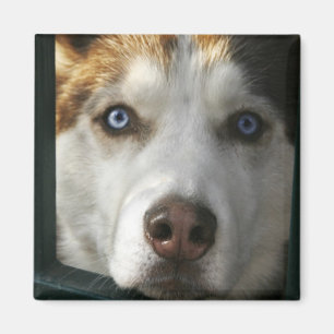 Imã O filhote de cachorro Eyes o ímã