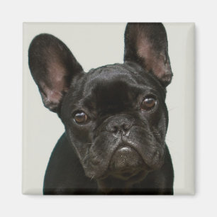 Imã O filhote de cachorro o mais bonito do buldogue