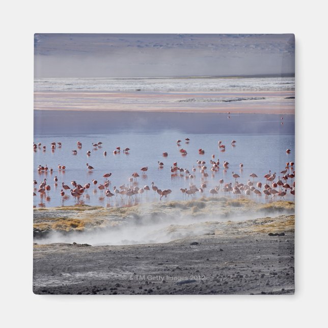 Imã O Flamingo de James, o Phoenicoparrus jamesi (Frente)