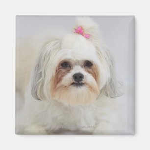 Imã o frise do bichon com um arco cor-de-rosa nele é