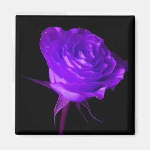 Imã "O fulgor roxo" aumentou