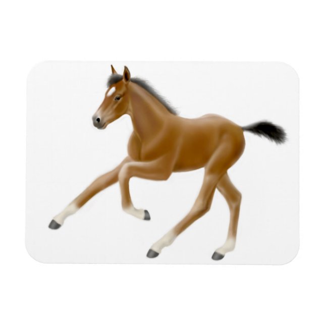 Ímã O Futuro Magneto Premium da Baía de Campeão (Horizontal)