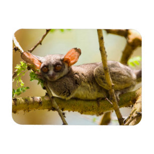Ímã O Gálago do Senegal (Galago Senegalensis)