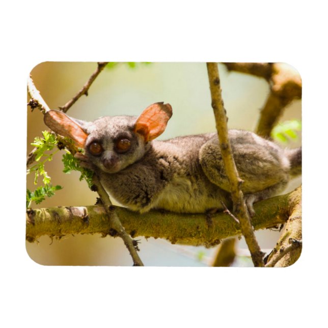 Ímã O Gálago do Senegal (Galago Senegalensis) (Horizontal)