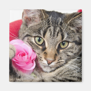 Imã O gato de gato malhado bonito com aumentou
