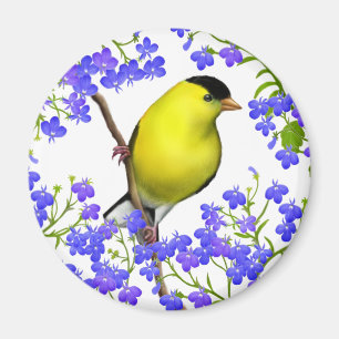 Imã O Goldfinch americano masculino no Lobelia
