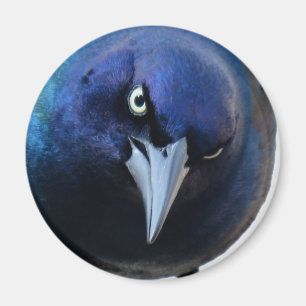 Imã O Grackle irritado